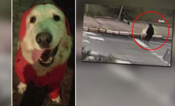 Avcılar’da, bir kadın tasmasından sürükleyerek köpek çaldı