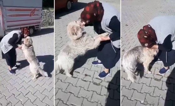 Şerife teyzenin Kibar ismini verdiği köpeğiyle buluşma anı