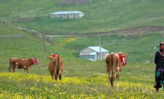 Göçle dolan yaylalarda 'toplanma' uyarısı