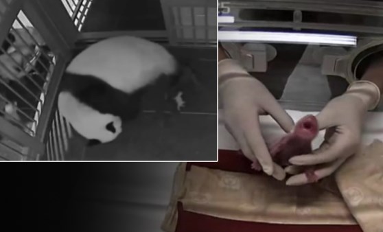 Japonya’da panda ikiz bebek dünyaya getirdi