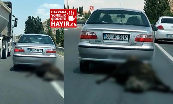 Ankara’da bir sürücü ölü ineği otomobilin arkasında sürükleyerek yoluna devam etti