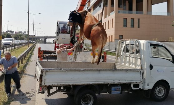 Pendik'te kaçan boğayı kurtarma operasyonu