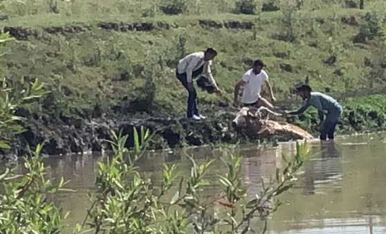 Kars'ta bataklığa saplanan ineğin kurtarılma anı kamerada