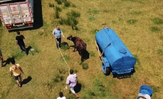 Kesilmekten son anda kurtuldu, drone'den kaçamadı