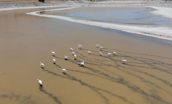 Baraj politikası göleti kuruttu: Flamingolar yaşam mücadelesi veriyor