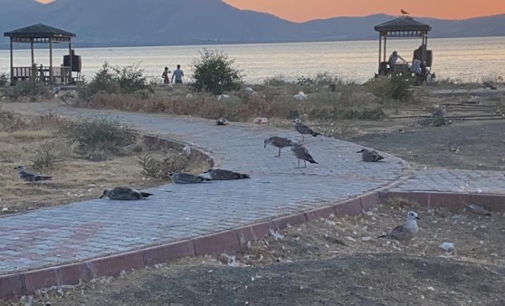 Elazığ’ın incisinde korkutan martı ölümleri