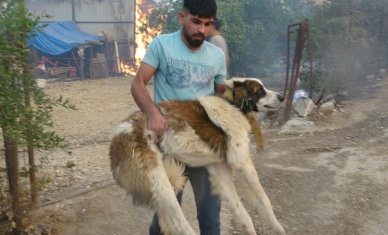 Yurttaşlar, mahsur kalan havyanları kurtarmak için seferber oldu