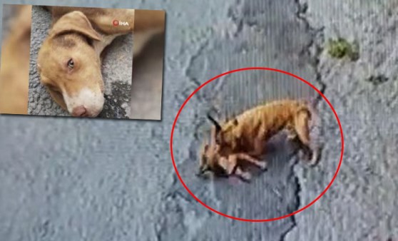 Kütahya'da pitbull saldırısı