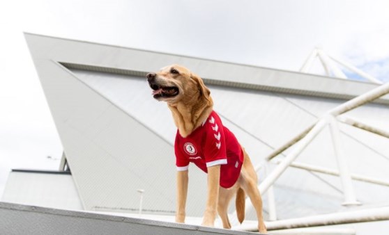 Championship ekibi Bristol City, yeni sezon formalarını köpeklerle tanıttı