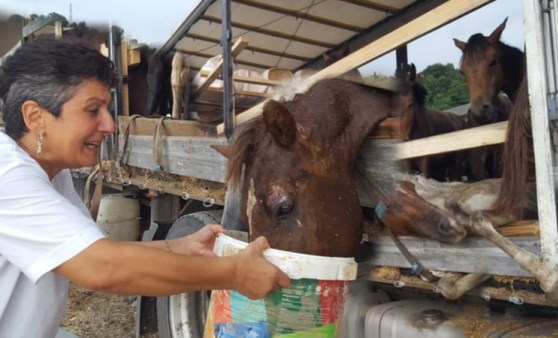 Atları TIR'da ölüme terk eden kişinin cezası belli oldu