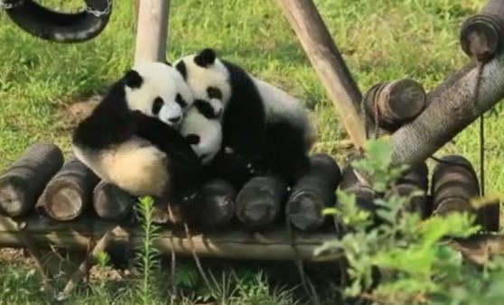 Pandaların oyunu ilgi topladı