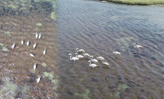 Büyükçekmece Gölü'nde flamingo sürprizi