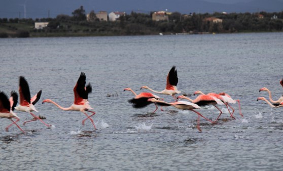 Kuraklık nedeniyle flamingolar yer değiştirdi