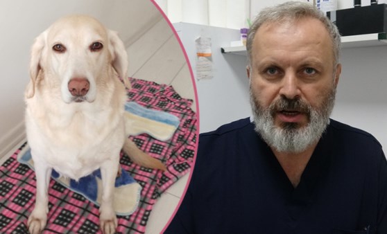 Golden cinsi köpeğin idrar kesesinden çıkanlar şoke etti