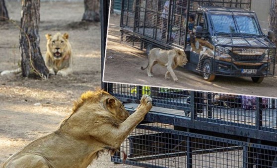 Antalya'da telli kamyonetle aslan safarisine tepki