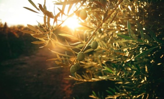 Zeytin ağaçlarının kıymeti mitolojik öykülerde nasıl anlatıldı?