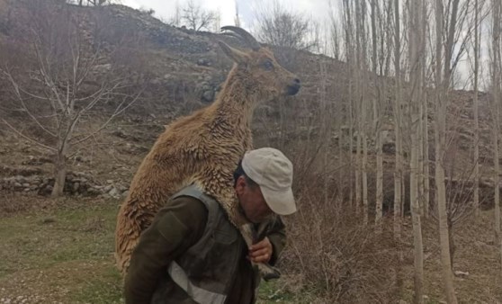 Hasta yaban keçisini 3 kilometre sırtında taşıdı (10 Nisan 2022) (Video Haber)