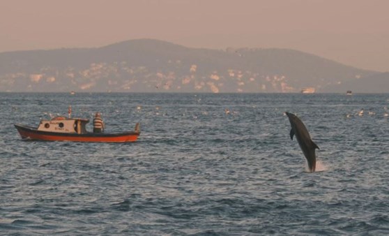 İstanbul'da yunus balıkları görsel şölen oluşturdu