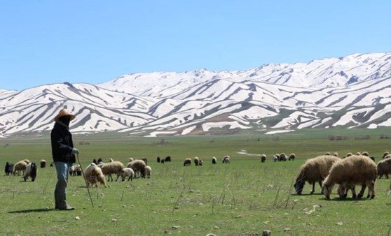 Aylık 7 bin liraya çoban bulamadılar, yeni uygulama başlattılar