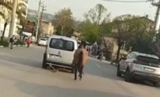 Atını araca bağlayıp, işkence yapan sürücü serbest kaldı (23 Nisan 2022) (Video Haber)