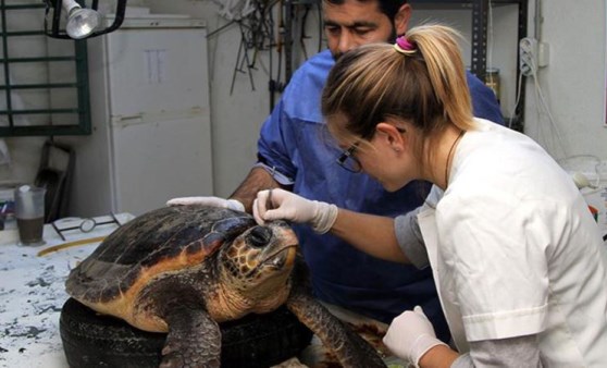 Her 3 ölü deniz kaplumbağasından birinin midesinden plastik çıkıyor!