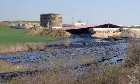 Edirne’de çevre katliamı: Tonlarca zift çevreye yayılıyor (06 Nisan 2022) (Video Haber)