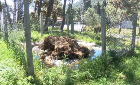 Adalar'da tırtıl seferberliği: Hem doğaya hem de insana zararlı (12 Mayıs 2022) (Video Haber)