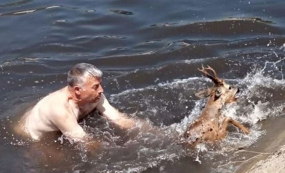 Sulama kanalına düşen karacayı, Sarıcaali köyü muhtarı kurtardı