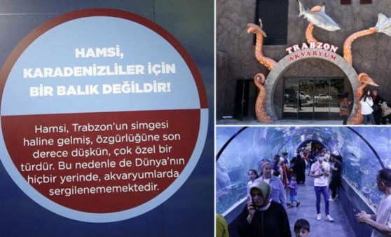 Dev akvaryuma 'Hamsi'özgürlüğüne düşkündür, sergilenmiyor' tabelası