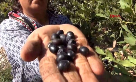 'Yeşil altın' defne tohumu yağı, geçim kaynağı oldu