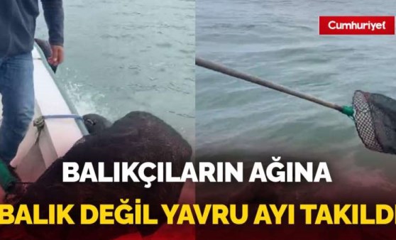 Giresunlu balıkçıların ağına bu kez balık değil yavru ayı takıldı