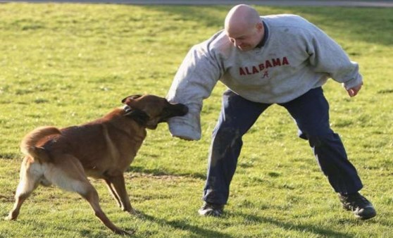 İngiliz uzman açıkladı: Köpek saldırısında yapmanız gereken 3 şey