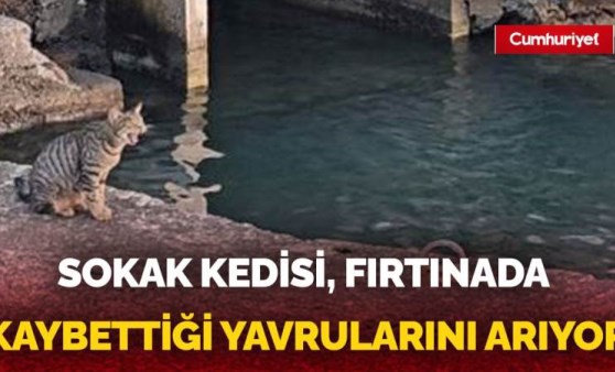 Yürek yakan görüntü: Fırtınada kaybettiği yavrularını arıyor...