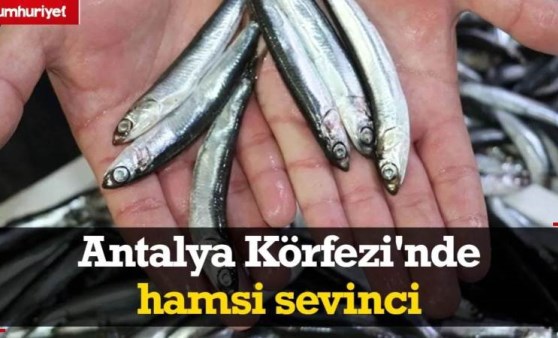 Balon balığının istila ettiği Antalya Körfezi'nde hamsi sevinci