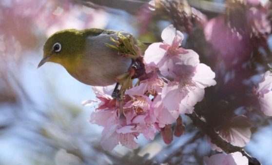 Yaşam ve ölümün simgesi: Sakura zamanı yaklaşıyor!