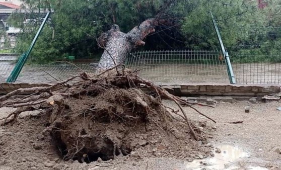 Edremit'te yağmur çam ağacını devirdi