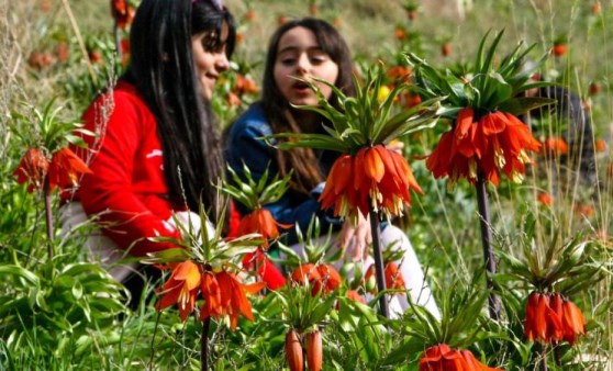 İlkbaharın müjdecisi 'ters laleler' çiçek açtı