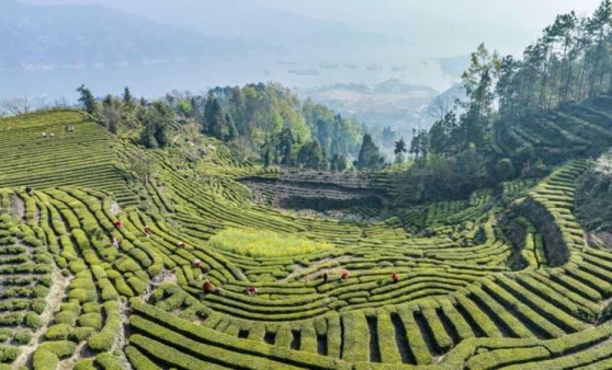 Çin'de çay hasadı, Qingming Festivali öncesi tüm hızıyla devam ediyor