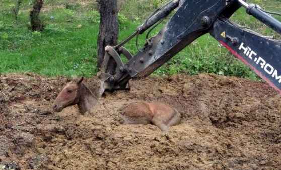 Bolu'da yılkı atına kurtarma operasyonu