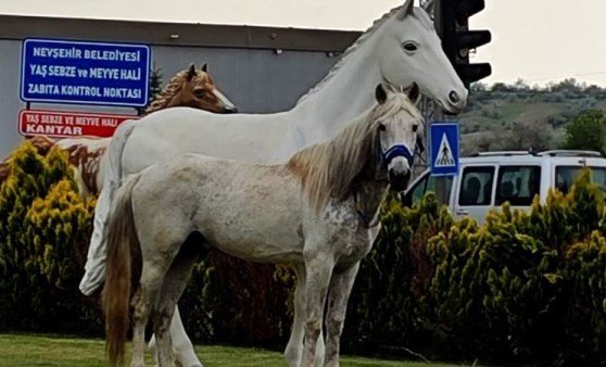 Nevşehir'de maket atları gören at, şaha kalktı