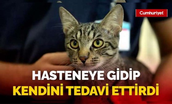 Diyaframı yırtılan kedi, hastaneye gidip ameliyat oldu; İşte o anlar...