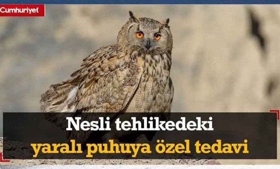 Nesli tehlikedeki yaralı puhuya özel tedavi