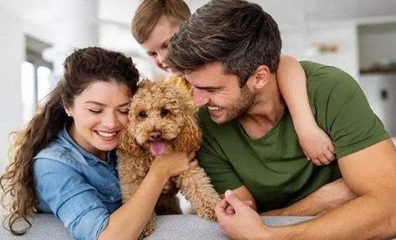 Çocuklarınız ve sizin için yeni bir dost! Küçük evler için ideal 7 aile dostu köpek cinsi