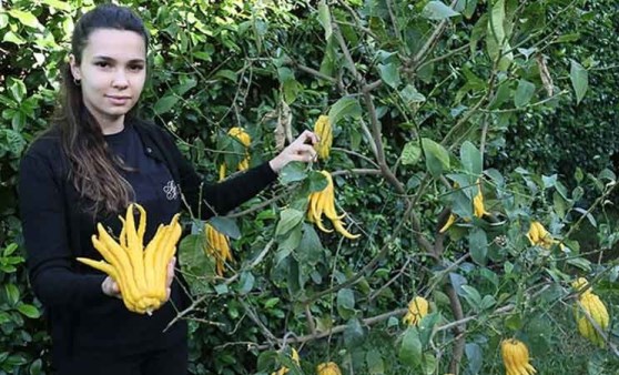 Türkiye'nin en ilginç meyveleri bu bahçede yetişiyor: Buda'nın eli, havyar limonu....