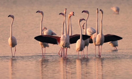 Flamingolar hava sıcaklıkları nedeniyle bu sene erken geldi...