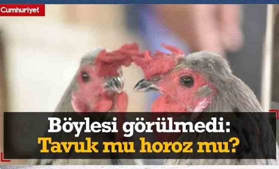 Böylesi görülmedi: Tavuk mu horoz mu?