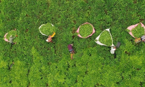 Trabzon'da çay hasadı başladı: İlk sürgün 30 gün sürecek