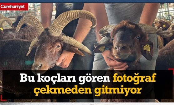 Bu koçları gören fotoğraf çekmeden gitmiyor