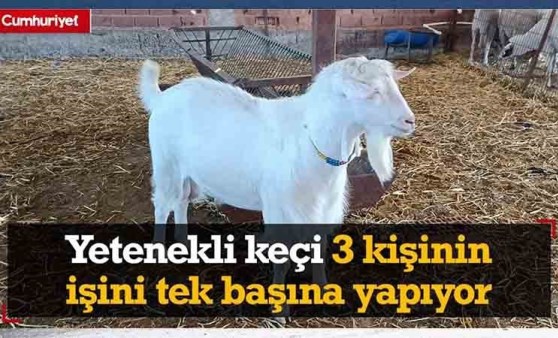 Yetenekli keçi 3 kişinin işini tek başına yapıyor