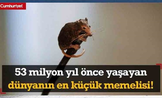 İşte 53 milyon yıl önce yaşayan dünyanın en eski ve en küçük memeli hayvanı!